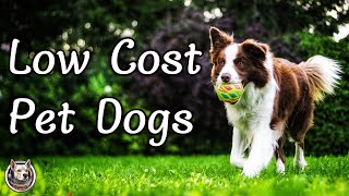 quotBudgetFriendly and Adorable Top 10 Cheapest Pet Dogs Thatll Steal Your Heartquot [upl. by Atinrehs]