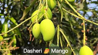 Dasheri 🥭 Mango  2025 Mango Season [upl. by Kerianne]