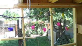 Parakeet new 8x10 backyard aviary [upl. by Ahsi828]