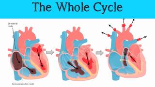 The Mammalian Heart amp Cardiac Cycle [upl. by Silbahc]