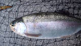 Fishing trout at lake roosevelt [upl. by Paley]