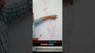 Anastomosis around the elbow joint  full lecture in description anatomy medical mbbs medicine [upl. by Leicester785]