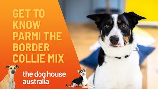 Parmigianas Backstory  The Dog House Australia  Channel 10 [upl. by Smallman]