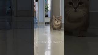 his voice is very cute😍cat catlover cute kucing kucinglucu funny shorts fyp [upl. by Leeda]