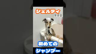 シェルティ 初めてのシャンプー愛犬のシェルビーくんの初めてのシャンプーです。シェルティシェットランドシープドッグ 愛犬 [upl. by Aggri479]