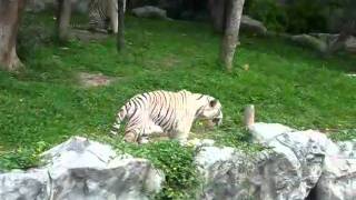 white tiger pacing back and forth [upl. by Miltie]