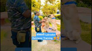 संस्कारी Labrador Retriever Training 🥰🥰 session 414 shorts dogobediencedoglover [upl. by Coe]