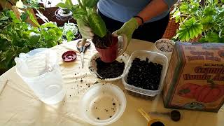 How to Revive a Dumbcane Dieffenbachia Part 1 [upl. by Perl]