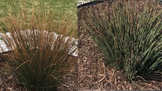 Cutting back Blue Dart Juncus Grass [upl. by Namialus]