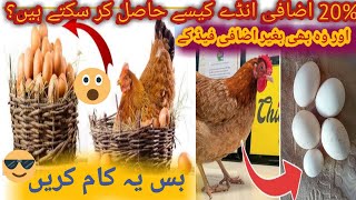 Chickens not Laying Eggs   How to increase Hens Eggs Production  Eggs barhany ka tareeka [upl. by Alleynad]