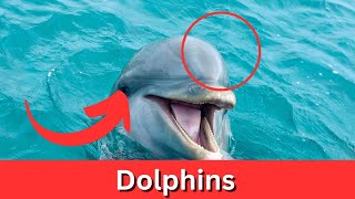 Why are Dolphins so friendly to humans zoo [upl. by Aitetel23]