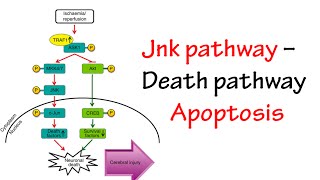 Jnk Pathway [upl. by Yleik705]