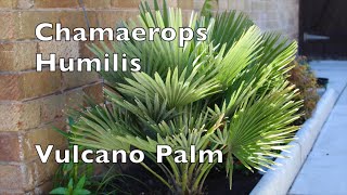 Chamaerops Humilis Vulcano Fan Palm in shade uk my walled garden Mediterranean plant [upl. by Valentia]