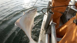 Hauling Halibut Longline Sets  Small Boat Fishing in Alaska [upl. by Aguayo]