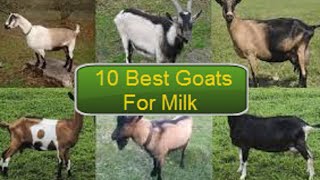 10 Best Goat Breed For Milk [upl. by Bovill]