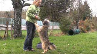 Bundle 37 Berger de pyrenees sauvage Touching training part 2 [upl. by Tanberg]