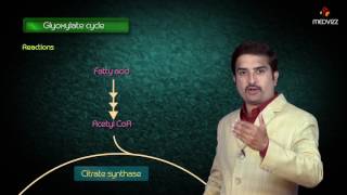 Glyoxylate cycle  Biochemistry MBBS Lectures  Dr G Bhanu prakash [upl. by Connell]