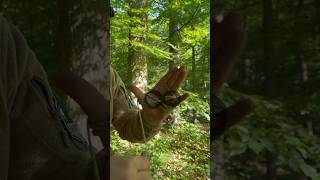 Bündeln ohne Knoten survival bushcraft natur wald [upl. by Aaron933]