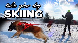 Dog SKIJORING  Dog Skiing Gear  How to Ski with my Dog  Best Winter Dog Sport [upl. by Nani]