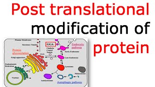 Post translational modification of proteins [upl. by Chantal928]