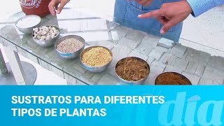 Sustratos para diferentes tipos de plantas [upl. by Helyn]