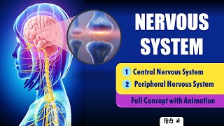 Explain Nervous System Anatomy and Physiology Hindi  Types of Neurons [upl. by Danita444]