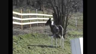 Baby Horse Running [upl. by Lucho]