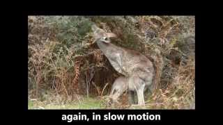 Eastern Grey Kangaroo joey climbs into mums pouch [upl. by Nolrah692]