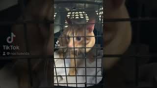 Cats can be expensive cattitude cuteecats funnyanimals neuter [upl. by Tengler242]