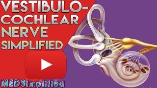 Vestibulocochlear Nerve Anatomy SIMPLIFIED [upl. by Ytsenoh292]