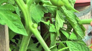 Comment enlever les gourmands et tailler ses tomates Jardin de Balgan HD [upl. by Dru]