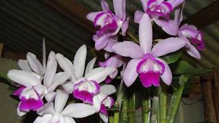 Brazilian Orchids Part 5 Nursery 2 [upl. by Hesler727]