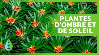 10 PLANTES de SOLEIL et dOMBRE 🪴☀️ Plantes dintérieur et dextérieur [upl. by Vania]