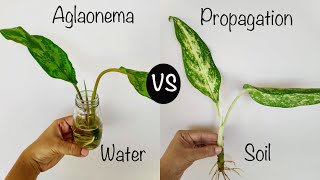 Water Or Soil Which Is Best  Chinese EvergreenAglaonema Propagation From Stem Cuttings [upl. by Llyrat]