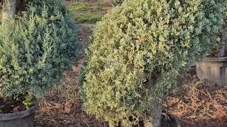 Cupressus Arizonica Glauca SpiralleSpiral Aşılı Mavi ServiYükseklik300 cmSaksı55 litre [upl. by Sonstrom]