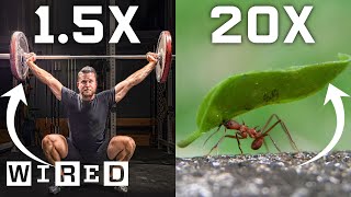 Why Humans Can’t Lift as Much as Ants And How We Could  WIRED [upl. by Nairim303]