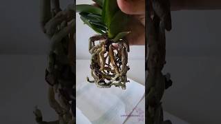 Radici sane o marce Come riconoscerle orchidea orchidee phalaenopsis orchid rinvasoorchidea [upl. by Keefer]