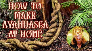 How to Make Ayahuasca Super Easy [upl. by Llirrem]