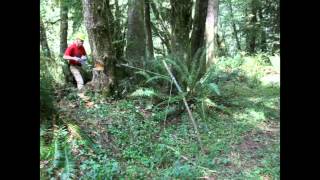 Crosscut Saw Felling and Firewood Cutting [upl. by Abebi467]