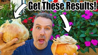 How to Grow Onions in Containers amp Raised Beds [upl. by Snoddy]