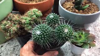 Grow Lighting for Indoor Succulent amp Cacti [upl. by Laryssa]