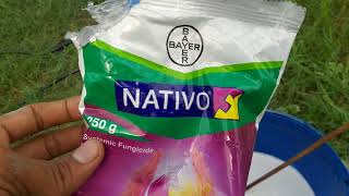 Bayer NATIVO how to use in paddy [upl. by Aisena781]