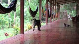 Spider Monkey Teases Cat [upl. by Caty962]