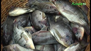 PISCICULTURE LE TILAPIA GUINEENSIS UNE SPECIALITE DE LA FERME AGROPISCICOLE MARVELLOUS DIVINE [upl. by Eniarol]