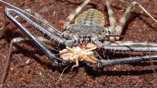 Damon Diadema Tailless Whip Scorpion Care Video [upl. by Hsreh]