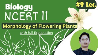 NCERT Class 11 Biology Chapter 5 Morphology of Flowering Plants  Full Chapter Explanation  Lec9 [upl. by Aisile]