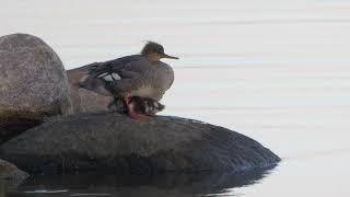 Mother With Ducklings  Redbreasted merganser brood Mergus serrator [upl. by Rickie]