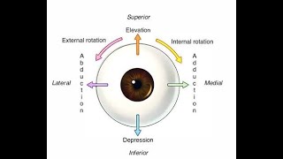 Extra Ocular muscle in short [upl. by Nerral]