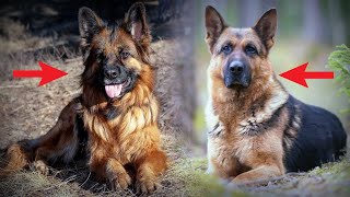 Short Haired German Shepherd vs Long Haired 5 Differences You Need To Know [upl. by Ariom]