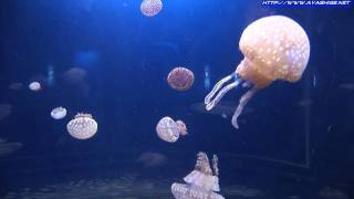 Jelly fish クラゲの乱舞 新江ノ島水族館 [upl. by Latsyek229]